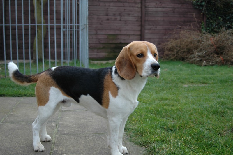 Beagle — perro