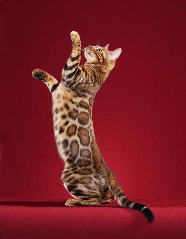 Gato Bengalí — gato