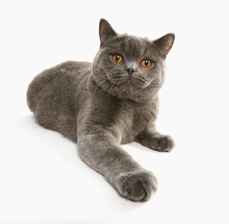 British Shorthair — gato