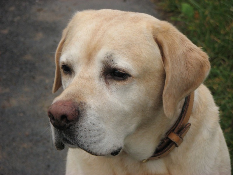 Labrador Retriever — perro