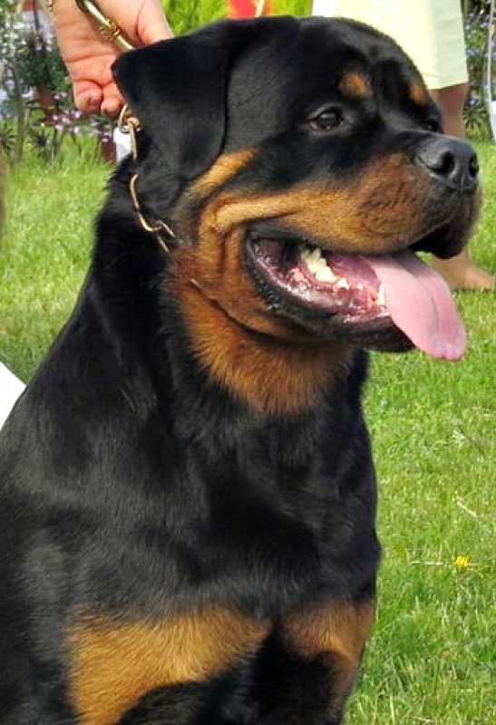 Rottweiler — perro