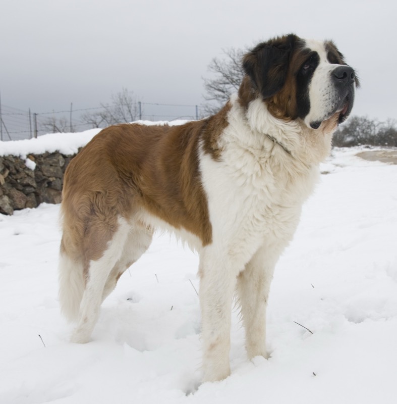 San Bernardo — perro