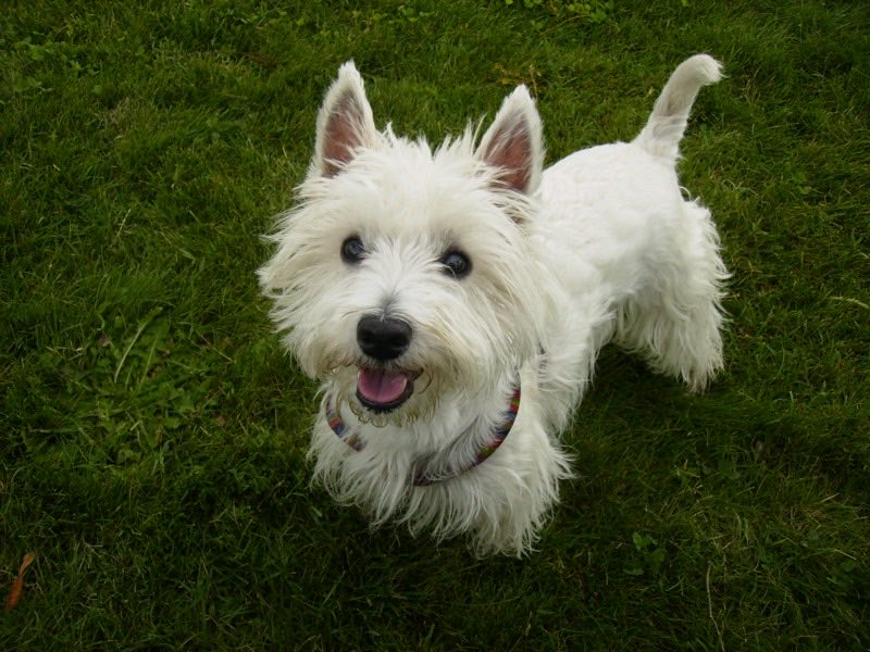 West Highland White Terrier — perro